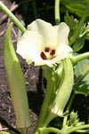 Okra Emerald Seeds