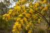 Trees Acacia Decurrens Seeds