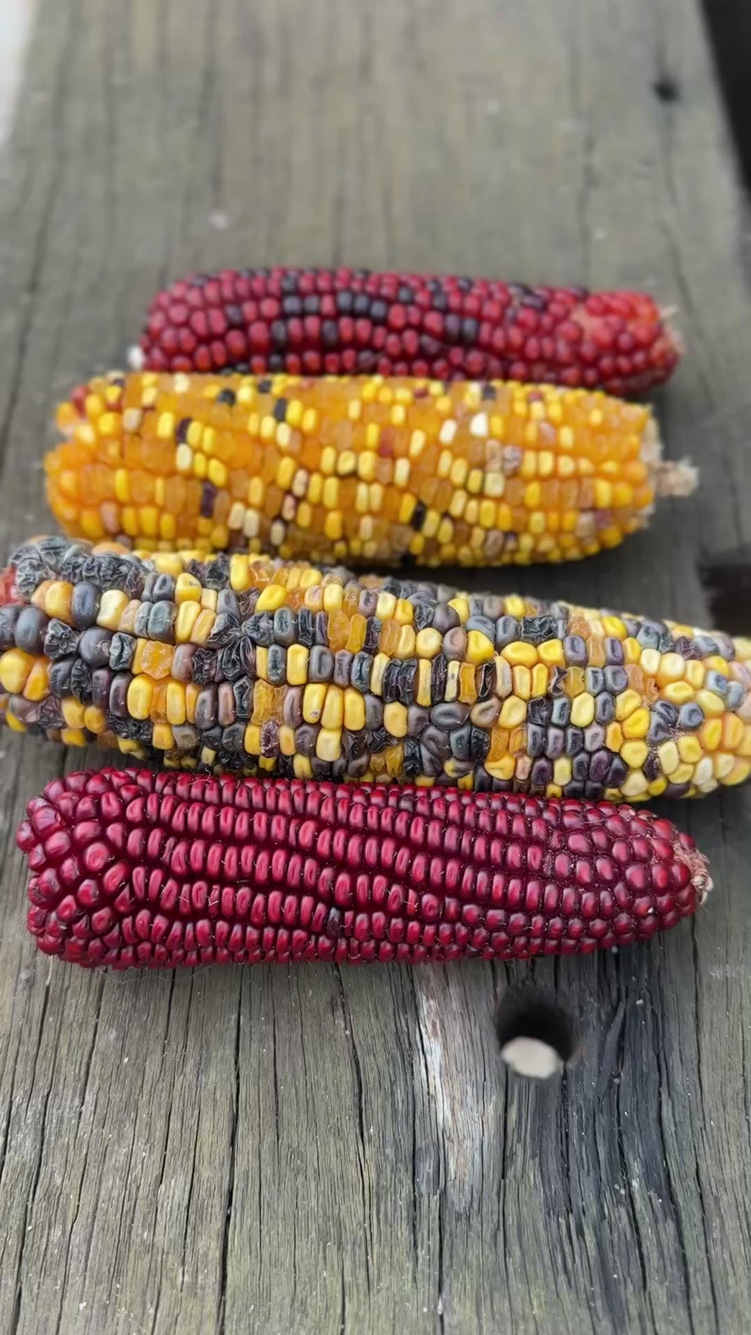 Corn Sweet Anasazi Seeds