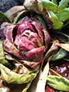 Chicory Red Ball Seeds