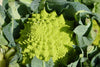 Broccoli Romanesco Seeds
