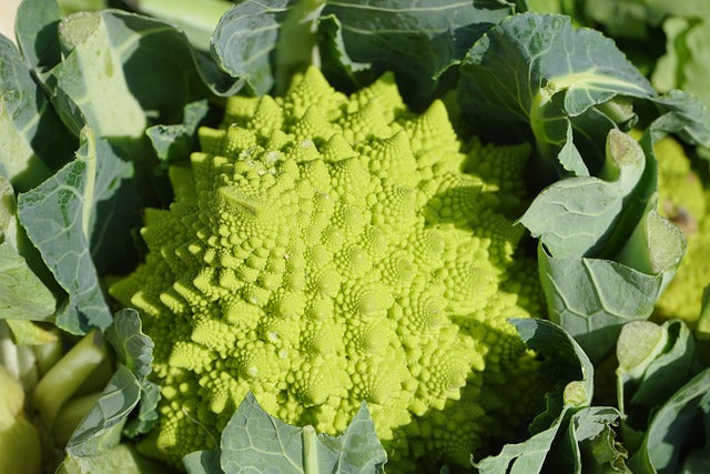 Broccoli Romanesco Seeds