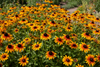Rudbeckia Gloriosa Seeds