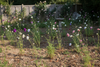 Scabiosa Grandiflora Seeds