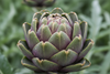 Artichoke Imperial Star Organic Seeds
