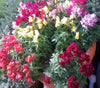 Snapdragon Magic Carpet Seeds
