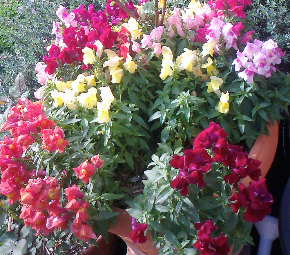 Snapdragon Magic Carpet Seeds