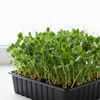 Microgreens Snowpea Seeds