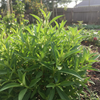 Stevia Organic Seeds