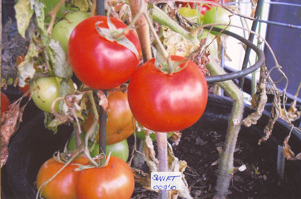 Tomato Swift Seeds