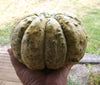Rockmelon Zatta Organic Seeds