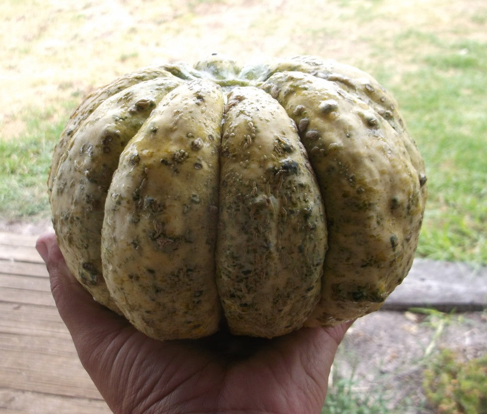 Rockmelon Zatta Organic Seeds