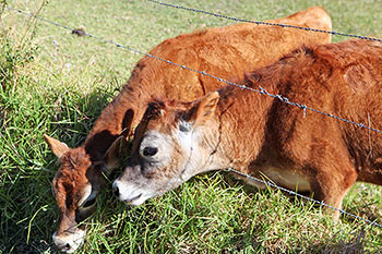 Jersey cows eating grass