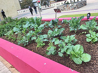 Vege Garden at the Urban Orchard