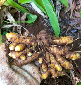 Hand holding turmeric