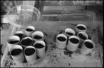 toilet rolls with soil in mini plastic containers