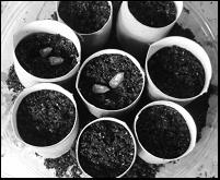 toilet rolls with soil ready to plant