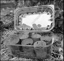 seeds germinated in toilet rolls