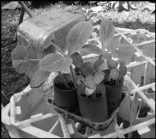 pumpkins ready to plant in pots