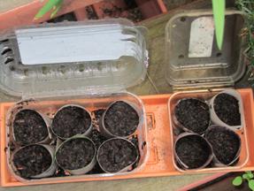 plastic propagation containers with cut toilet rolls inside