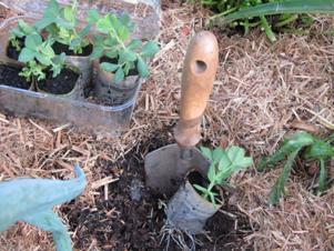 planting seedlings in garden in toilet roll pots