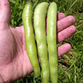 Broad Beans