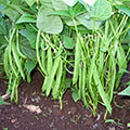 Green Beans