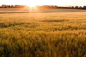 Sunset field of grains