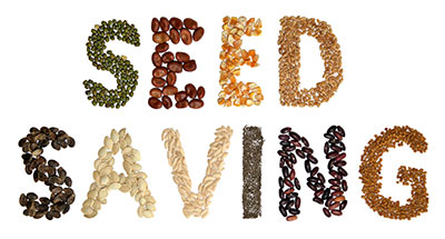 Seed Saving