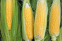 Corn Cobs
