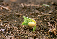 Seed germinating from the soil