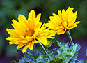 Arnica European