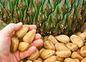 Bunya Nut