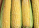 Sweet Corn