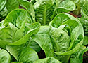 Lettuce - Little Gem