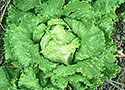 Lettuce