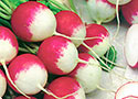 Radish