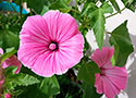 Rose Mallow