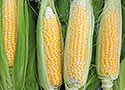 Sweet Corn