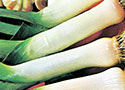 Leek