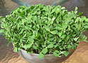 Microgreens