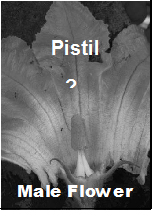 male flower of zucchini