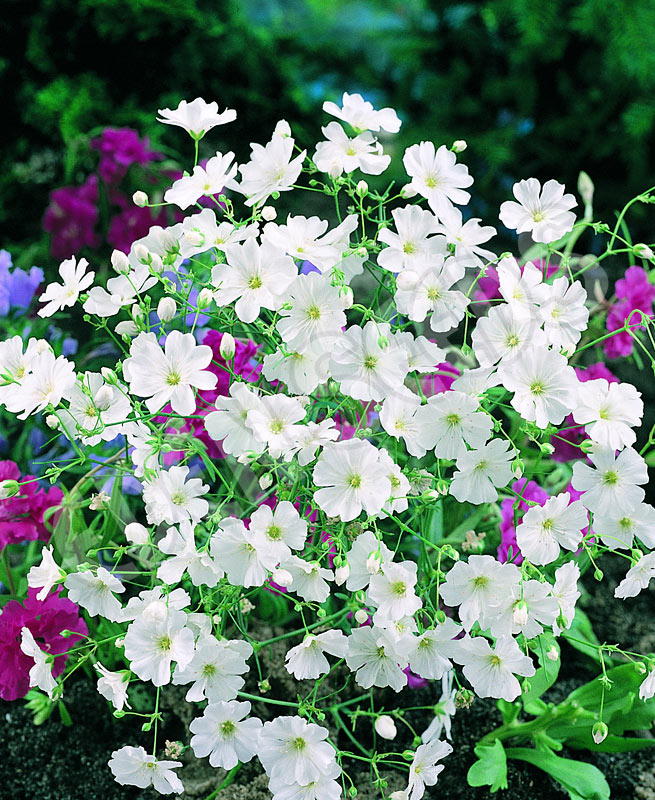 Gypsophila - Convent Garden Market Seeds | Eden Seeds