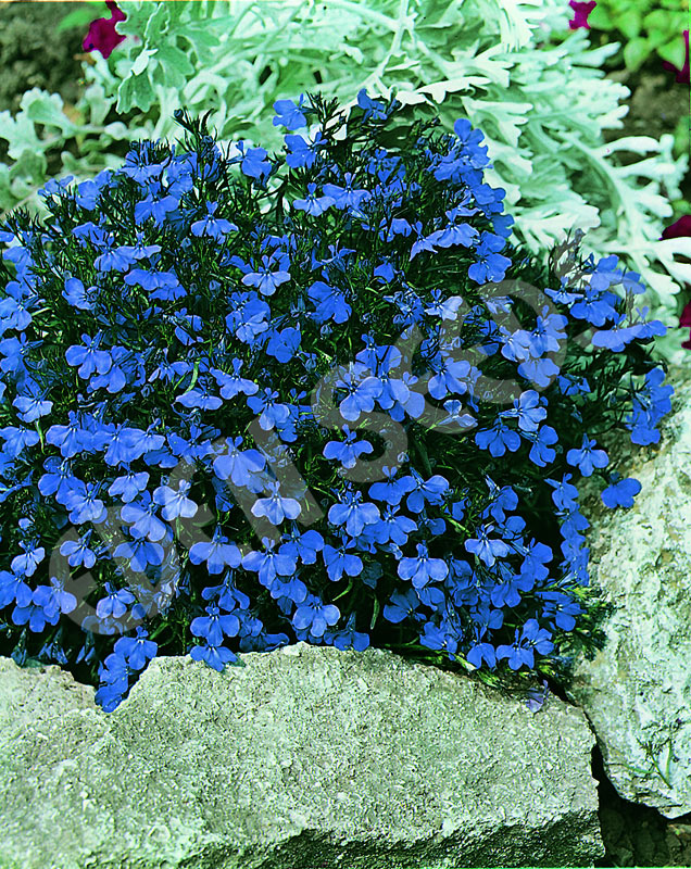 Lobelia - Crystal Palace Seeds | Eden Seeds