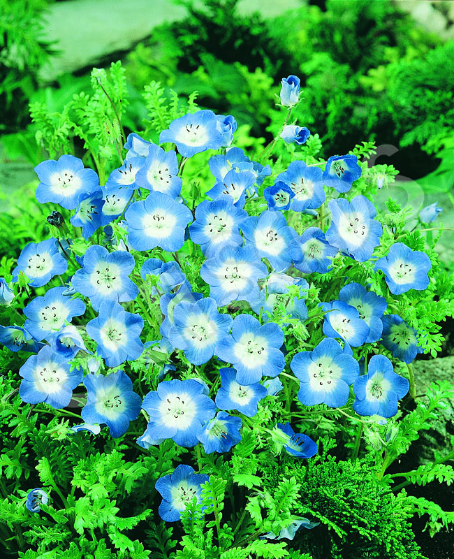 Nemophila - Baby Blue Eyes