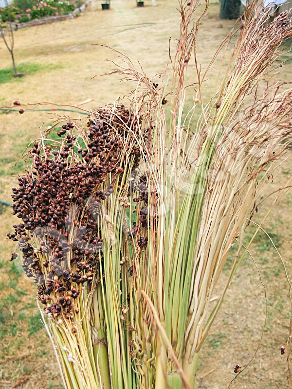 Broom Corn Ornamental Eden Seeds