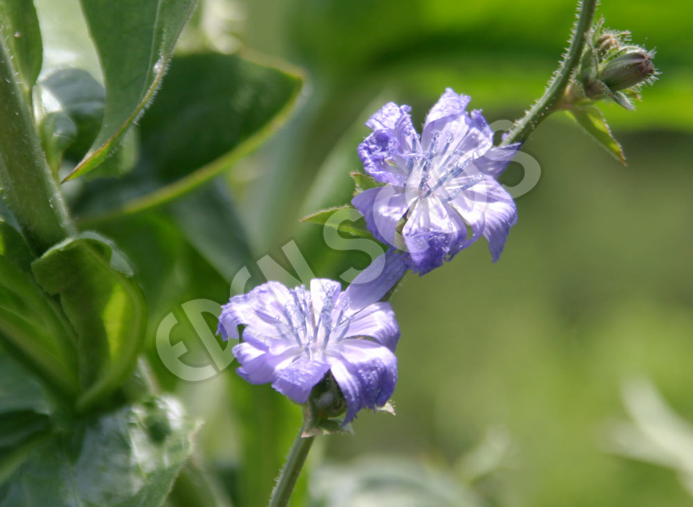 Chicory Wild Eden Seeds