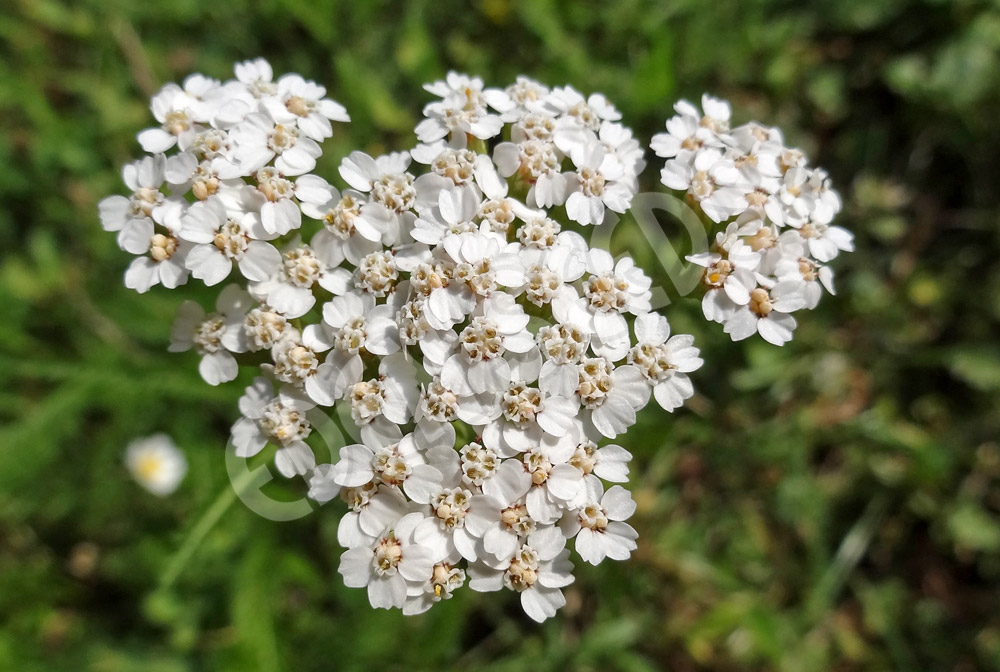 Yarrow | Eden Seeds