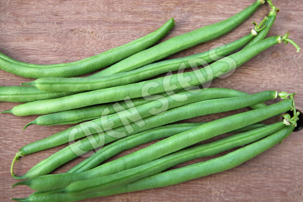 Organic Jade Green Bean - Fruition Seeds