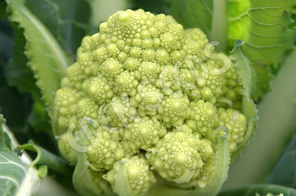 Broccoli - Romanesco | Eden Seeds